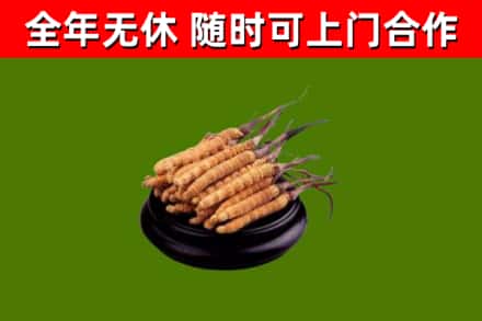 辛集市烟酒回收冬虫夏草.jpg